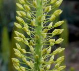 Eremurus stenophyllus