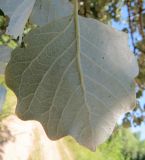 Populus alba