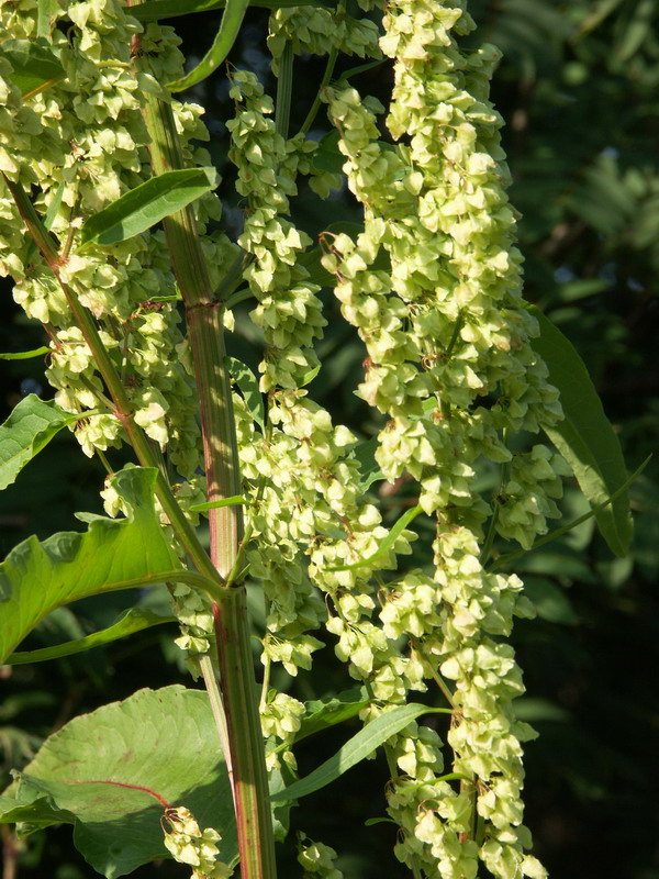 Изображение особи Rumex aquaticus.