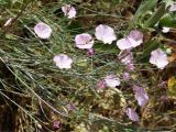 Convolvulus pseudocantabrica