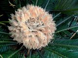 Cycas revoluta. Молодые мегаспорофиллы с семяпочками. Франция, Лазурный берег, Ницца, Сад Армени (Jardin de l’Arménie), в культуре. 21.07.2014.