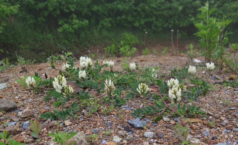 Изображение особи Astragalus marinus.