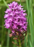 Anacamptis pyramidalis