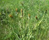 Tragopogon orientalis