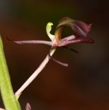 Liparis japonica. Цветок. Приморский край, Дальнегорский городской округ, окр. с. Каменка, Прямая Падь, в смешанном лесу у ручья. 11.06.2016.