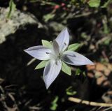 Lomatogonium carinthiacum