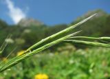 Brachypodium sylvaticum