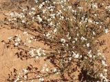 Rhodanthe floribunda