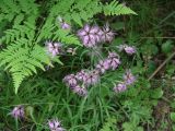 Dianthus superbus. Верхушки цветущих растений (рядом лист орляка - Pteridium pinetorum). Иркутская обл., Шелеховский р-н, окр. с. Шаманка, лес на берегу р. Иркут. 05.07.2016.