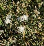 Centaurea diffusa