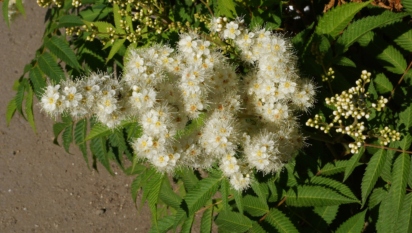 Изображение особи Sorbaria sorbifolia.