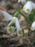 Galanthus caucasicus. Цветок с аномальной окраской венчика. Ставропольский край, окр. Ставрополя, Русский лес. 24.03.2010.