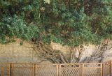 Hedera helix. Часть вегетирующего растения (возраст - около 300 лет). Крым, г. Бахчисарай, Бахчисарайский дворец, в культуре. 21 июня 2016 г.