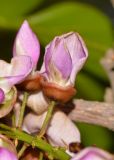 Pongamia pinnata