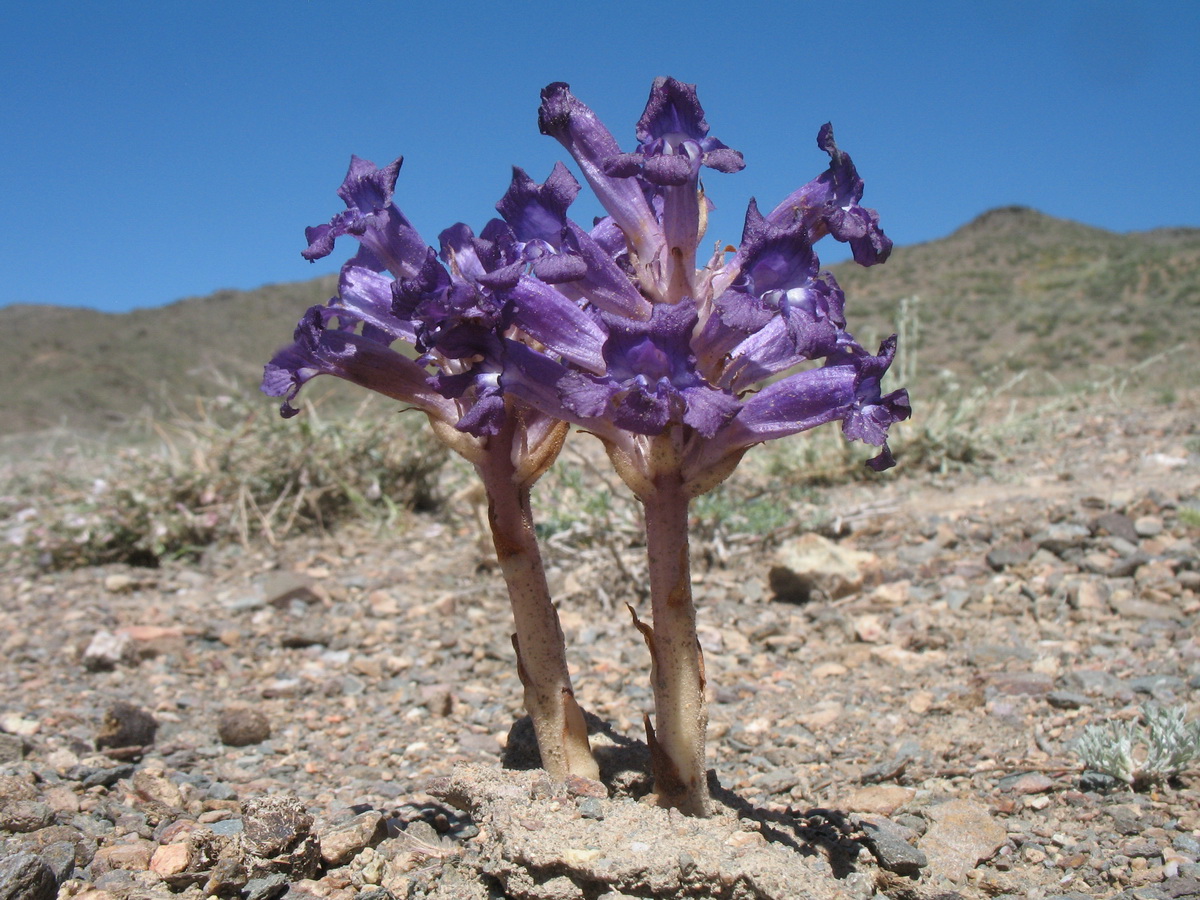 Изображение особи Orobanche amoena f. colossea.