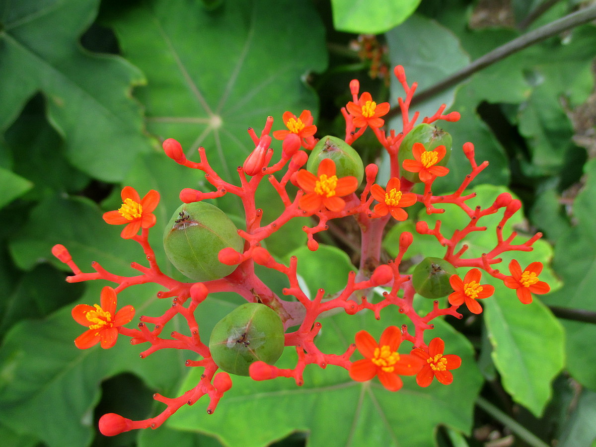 Изображение особи Jatropha podagrica.