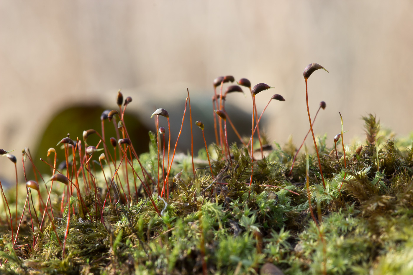 Изображение особи род Brachythecium.