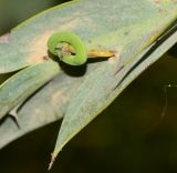 Acacia glaucoptera