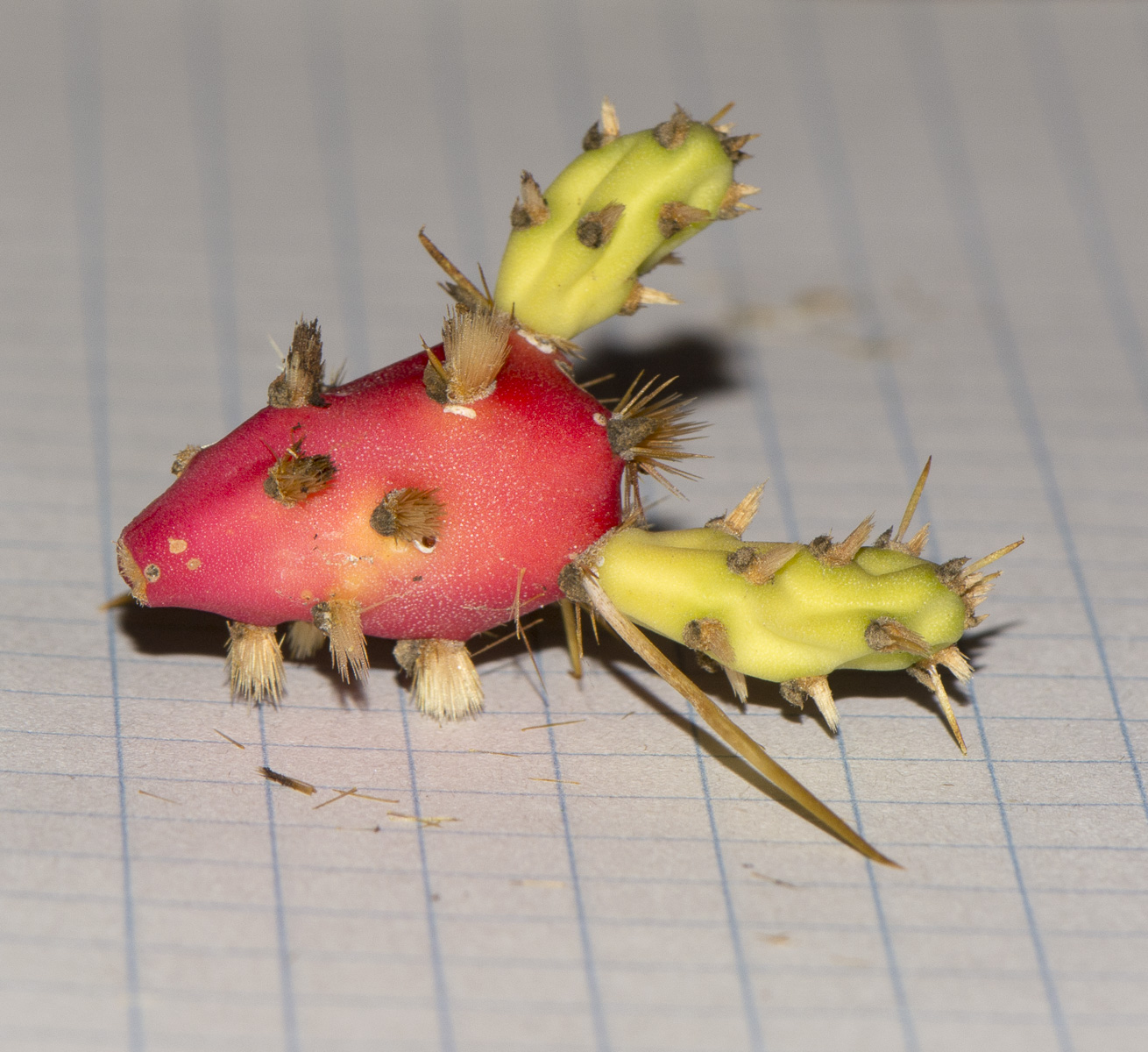 Изображение особи Cylindropuntia leptocaulis.