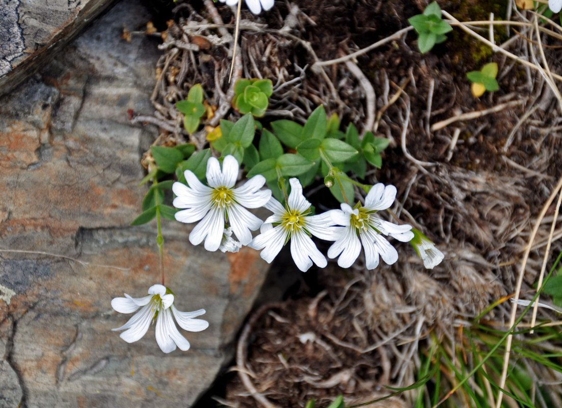 Изображение особи Cerastium polymorphum.