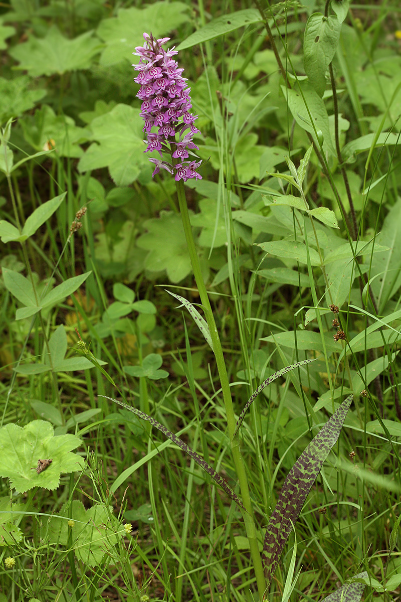 Изображение особи Dactylorhiza fuchsii.