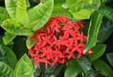 Ixora coccinea. Соцветие и листья. Малайзия, Куала-Лумпур, в культуре. 13.05.2017.