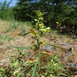 Pedicularis labradorica. Верхушка цветущего растения. Магаданская обл., Ольский р-н, окр. пос. Атарган, заросшая дорога вдоль моря среди лиственичника. 06.07.2017.