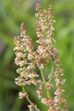 род Rumex