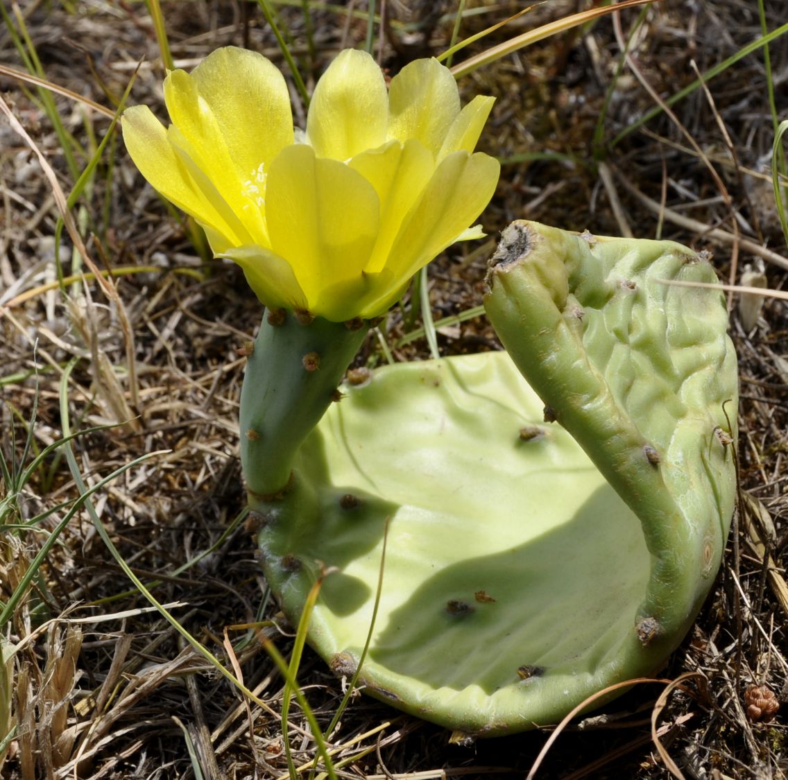 Изображение особи род Opuntia.