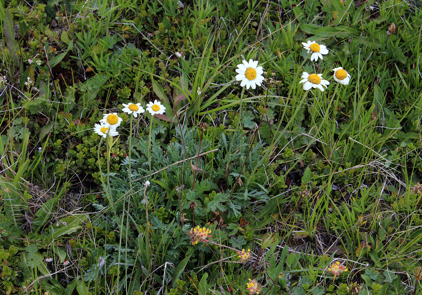 Изображение особи Anthemis saportana.