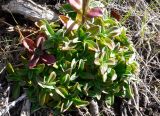 Gentiana glauca