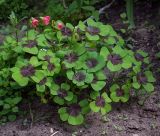 Oxalis tetraphylla