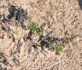 Polycarpon succulentum. Цветущие растения среди отмерших побегов Carpobrotus. Израиль, Шарон, г. Герцлия, ок. 1 км севернее пос. Ноф Ям, высокий берег Средиземного моря. 12.02.2019.