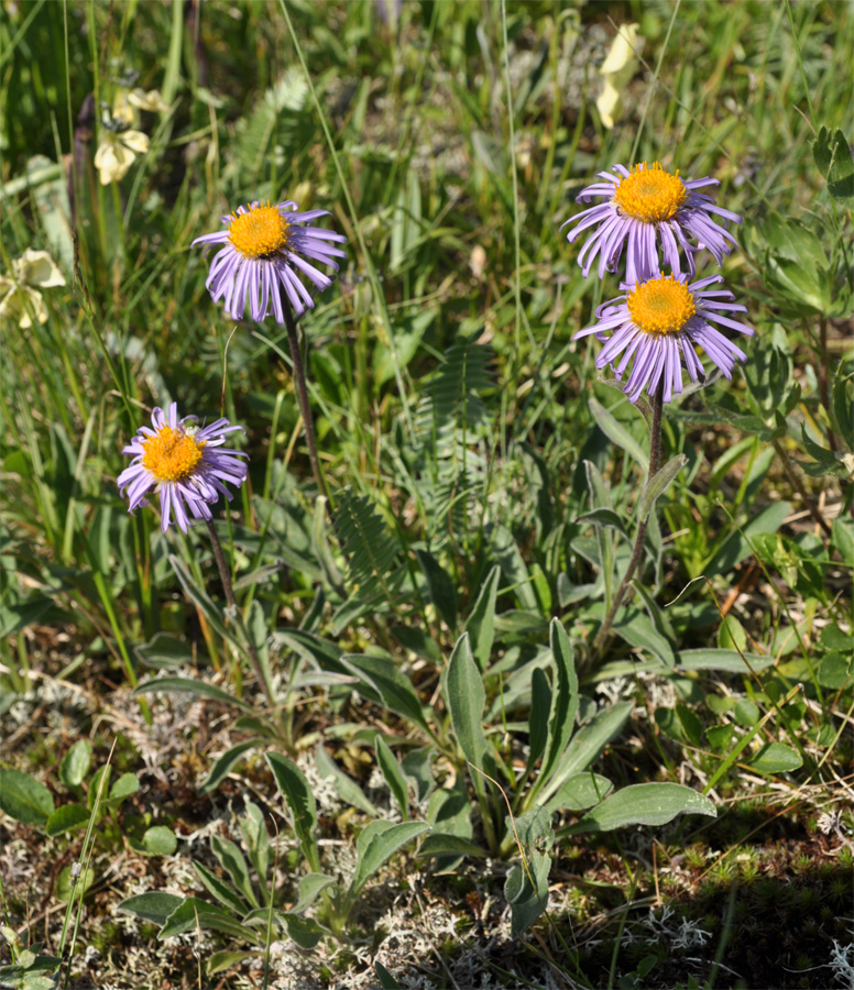 Изображение особи Erigeron flaccidus.