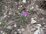 Geranium tuberosum