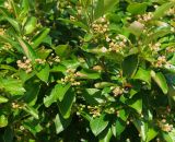 Cotoneaster lucidus