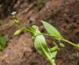 Myosotis sparsiflora. Верхушки цветущих побегов. Адыгея, Майкопский р-н, окр. пос. Хамышки, высокий обрывистый правый берег р. Киша, ≈ 700 м н.у.м., оползень. 30.04.2018.