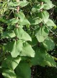 Campanula cephalotes. Нижние части побегов. Приморский край, Артёмовский ГО, бухта Муравьиная, склон задернованного мыса. 26.08.2019.