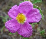 Cistus tauricus