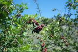 Cotoneaster meyeri