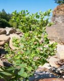 Euphorbia stricta