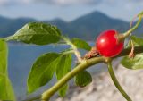 Solanum persicum. Часть веточки и зрелый плод. Краснодарский край, м/о г. Геленджик, окр. пос. Кабардинка, гора Дооб, приморский склон, прибрежная скала. 23.07.2014.