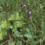 Aquilegia vulgaris. Цветущее растение (заносное). Ульяновск, Заволжский р-н, сквер на ул. 40-летия Октября. 31.05.2021.