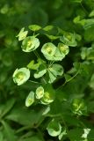 Euphorbia amygdaloides