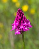 Anacamptis pyramidalis. Верхушка побега с соцветием. Краснодарский край, м/о Анапа, окр. пос. Супсех, приморский обрывисто-осыпной травяной склон. 24.05.2023.