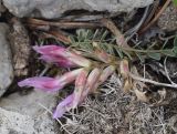 Astragalus monspessulanus