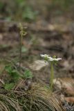 Moneses uniflora. Цветки. Крым, Бабуган-яйла, сосновый лес. 21.06.2023.