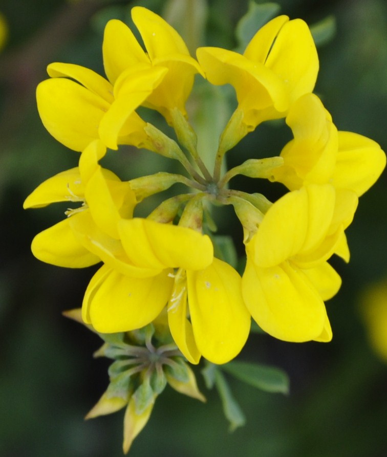 Изображение особи Coronilla valentina ssp. glauca.