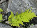 Dryopteris assimilis