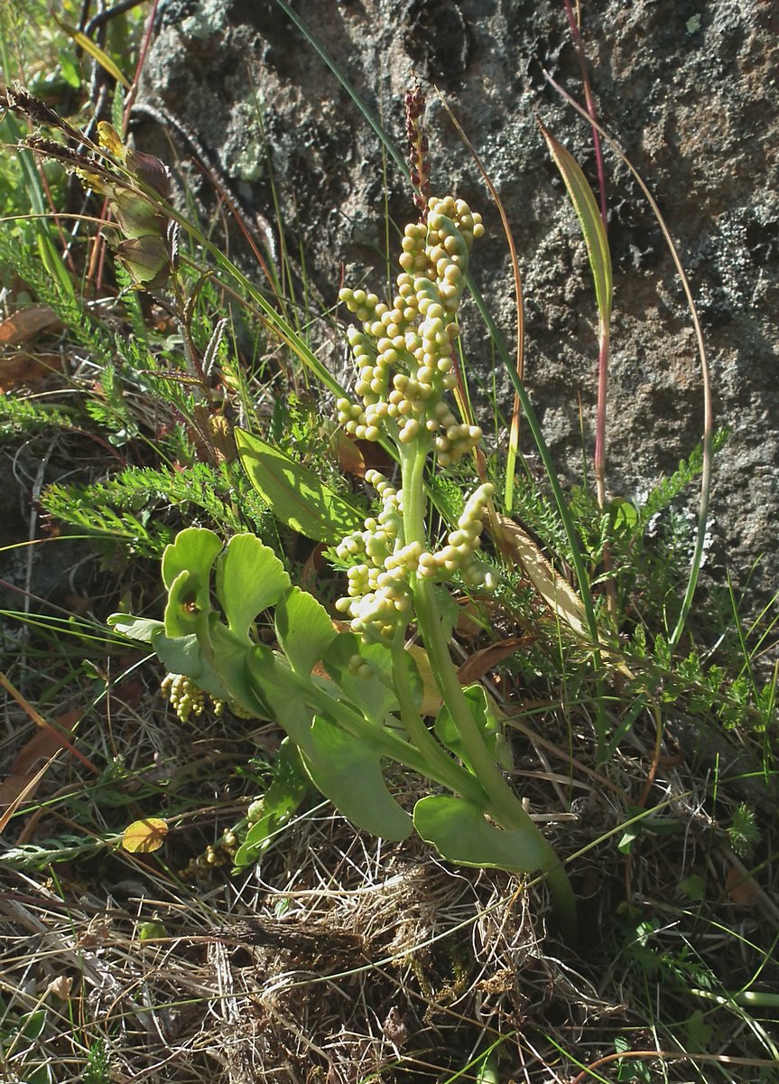 Изображение особи Botrychium lunaria.